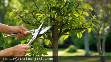 شركة تقليم الأشجار بجدة بأسعار
