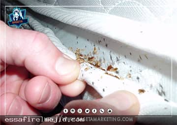 مكافحة حشرات البق والثعابين بجدة